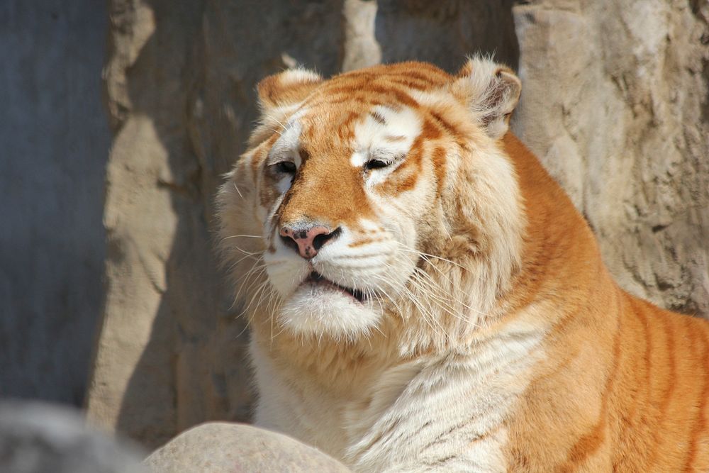 Cute fluffy tiger image. Free public domain CC0 photo.
