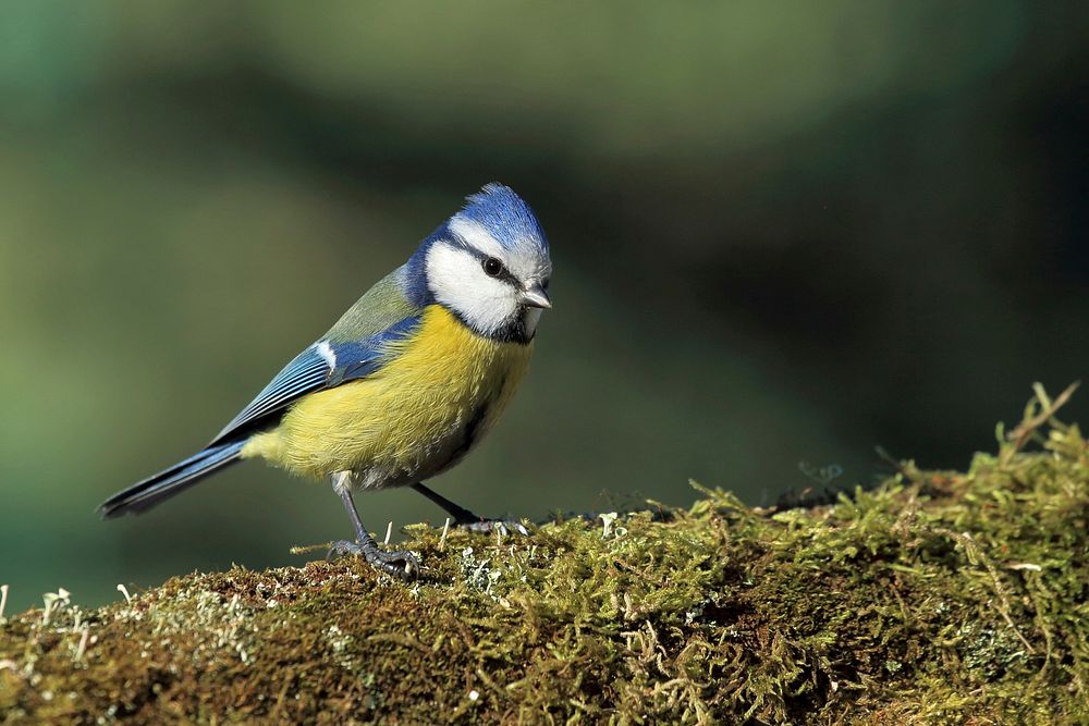 Eurasian Blue Tit bird, animal photography. Free public domain CC0 image.