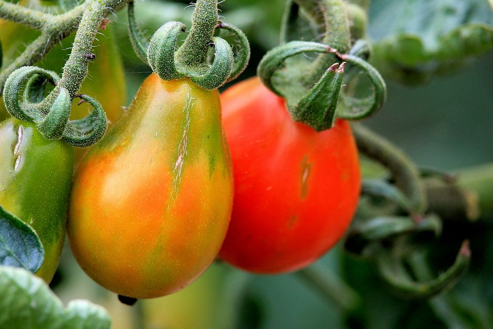 Closeup on tomatoes growing on plant. Free public domain CC0 image. 