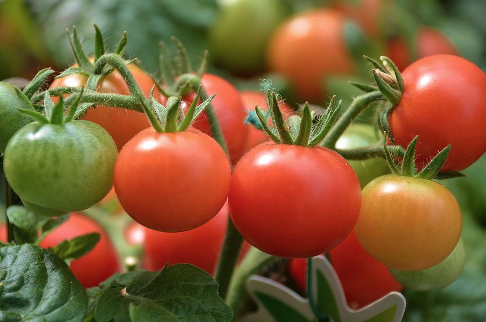Tomatoes, vegetables. Free public domain CC0 image