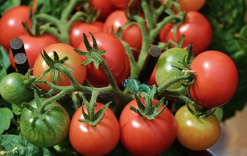 Tomatoes, vegetables. Free public domain CC0 image