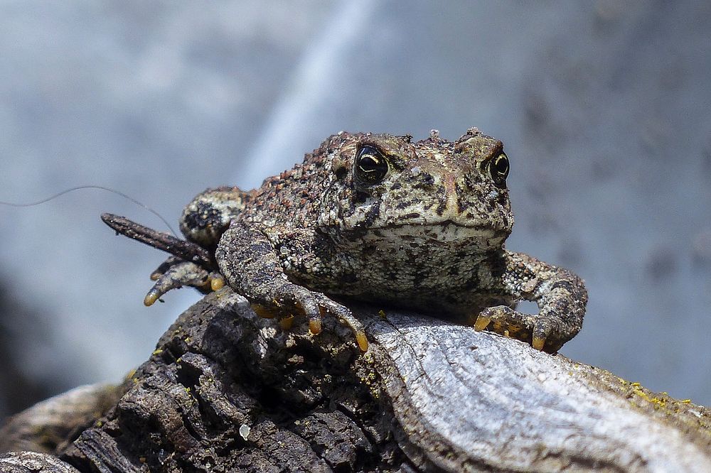 Toad amphibian animal. Free public domain CC0 image