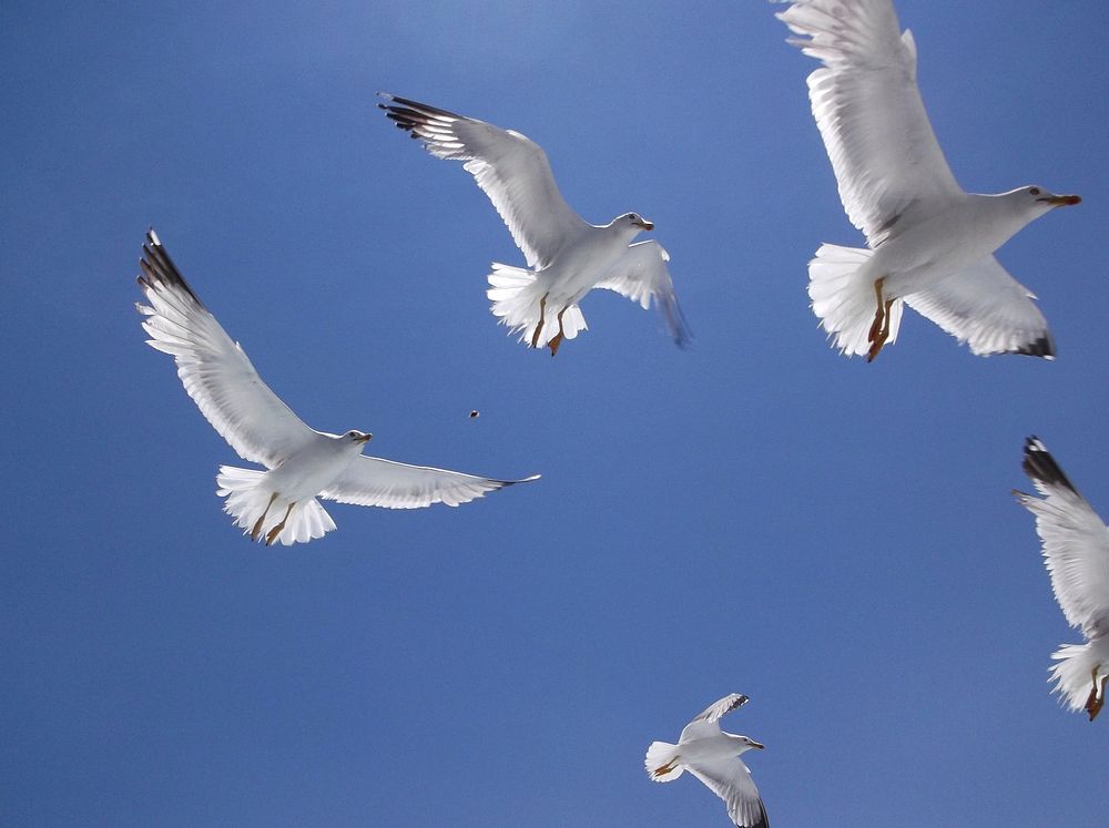 Flying seagulls close up. Free public domain CC0 photo.