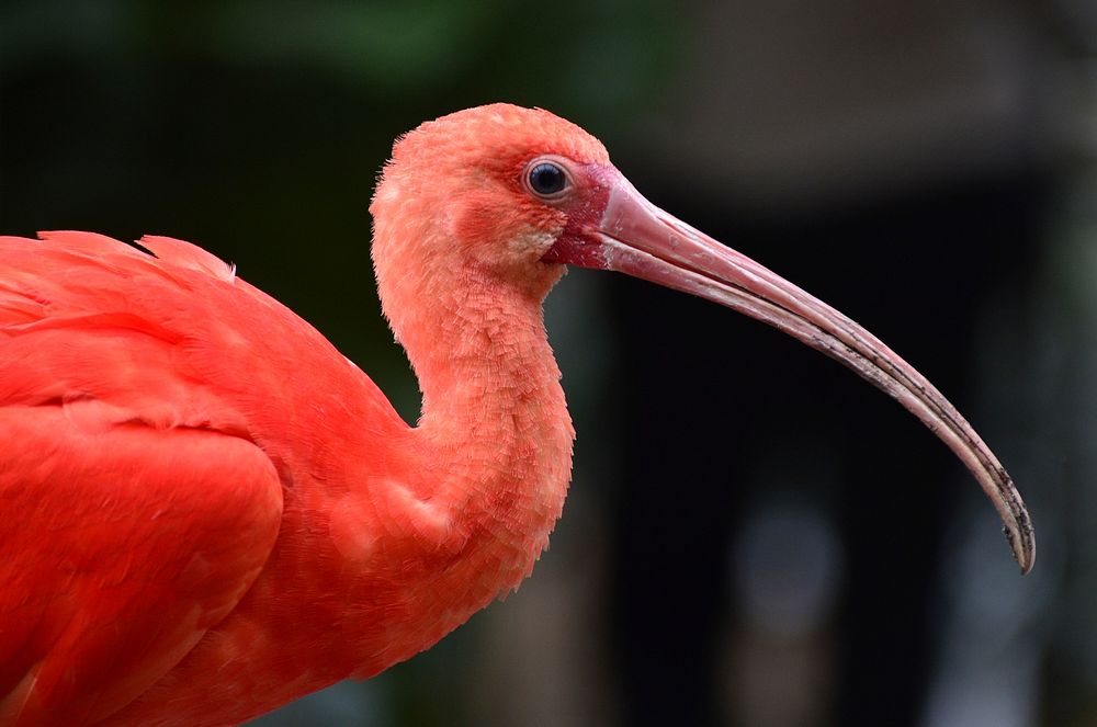 Scarlet Ibis bird, animal photography. Free public domain CC0 image.