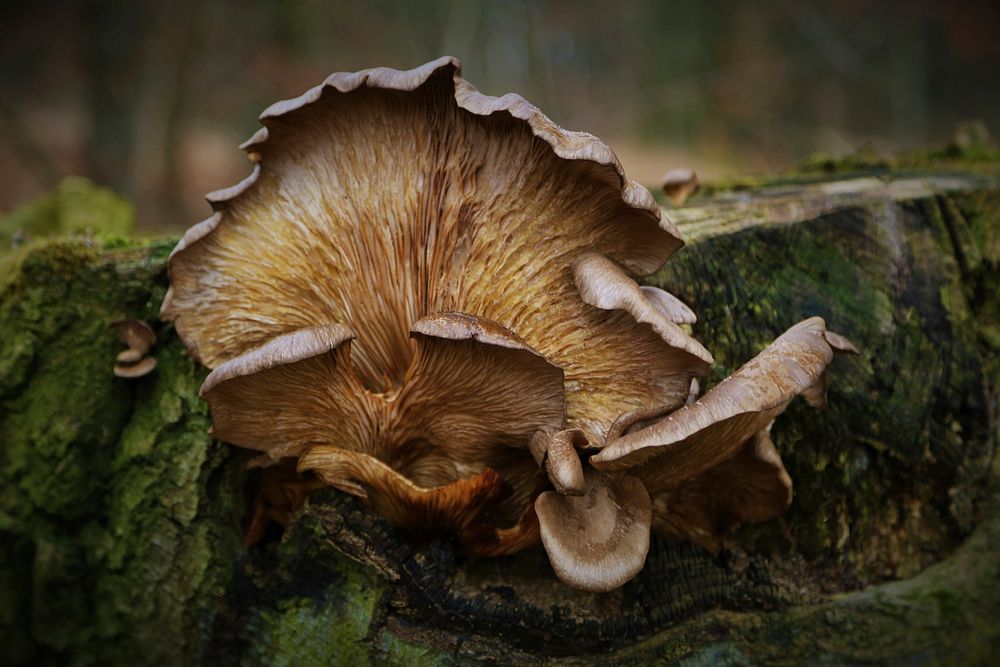 Wild mushroom on the forest floor. Free public domain CC0 photo.