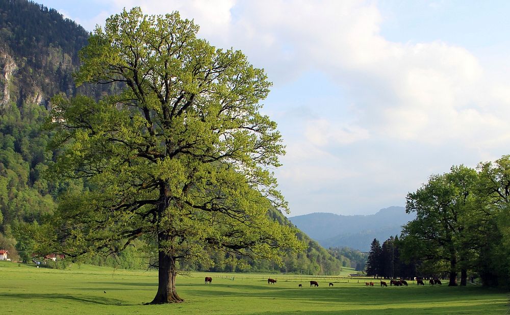 Tree, nature background. Free public domain CC0 photo.
