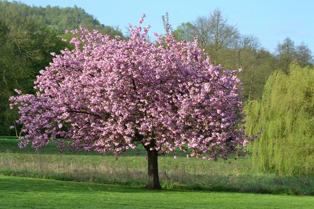 Magnolia background. Free public domain CC0 image.