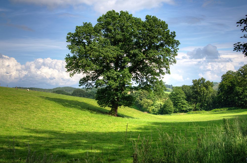 Big tree on hill. Free public domain CC0 photo.