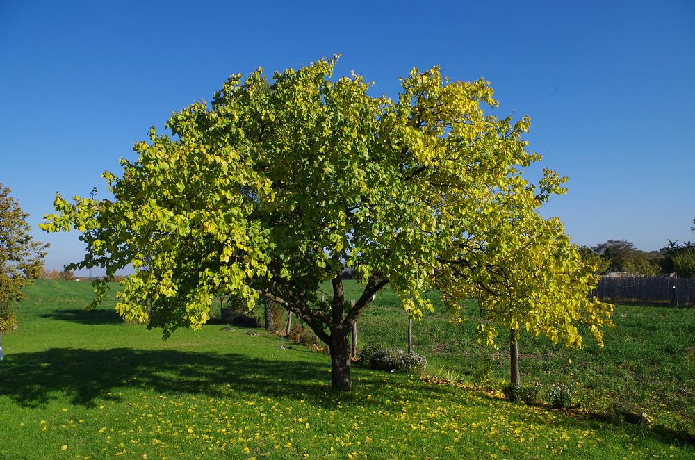 Maidenhair tree. Free public domain CC0 photo.
