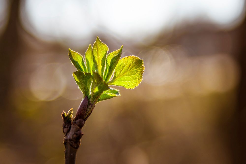 Beautiful nature background. Free public domain CC0 photo.