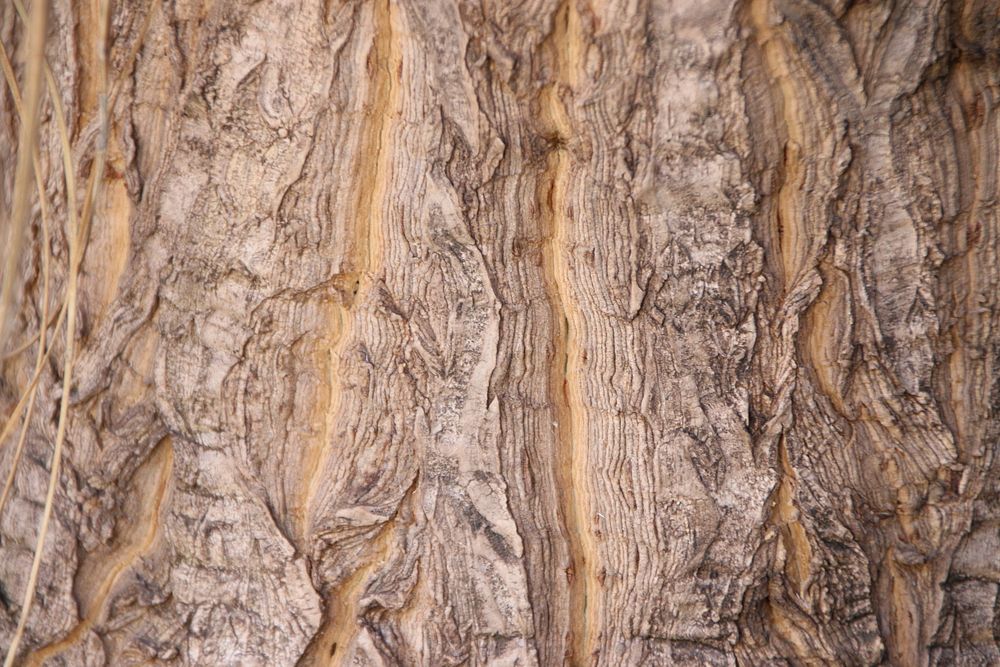 Wood texture background. Free public domain CC0 photo.