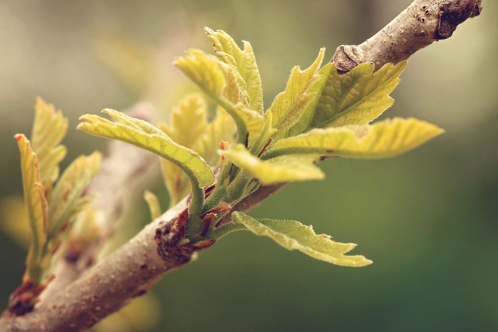 Leaf bud. Free public domain CC0 image.