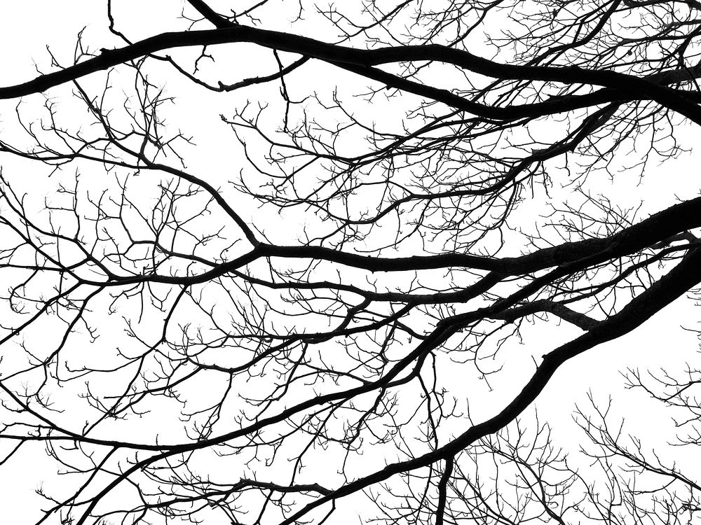 Leafless tree background. Free public domain CC0 photo.