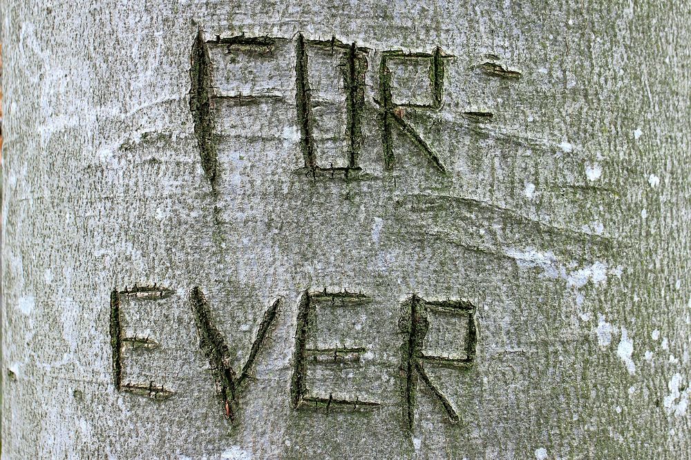 Tree carved with 'forever' word. Free public domain CC0 photo.