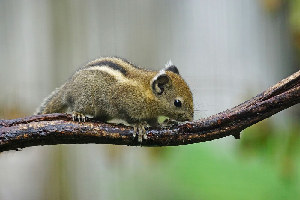 Cute squirrel climbing a tree. Free public domain CC0 image.