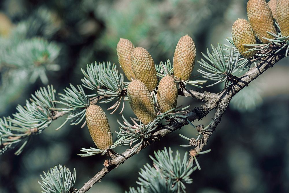 Conifer cone, pine tree, nature background. Free public domain CC0 photo.