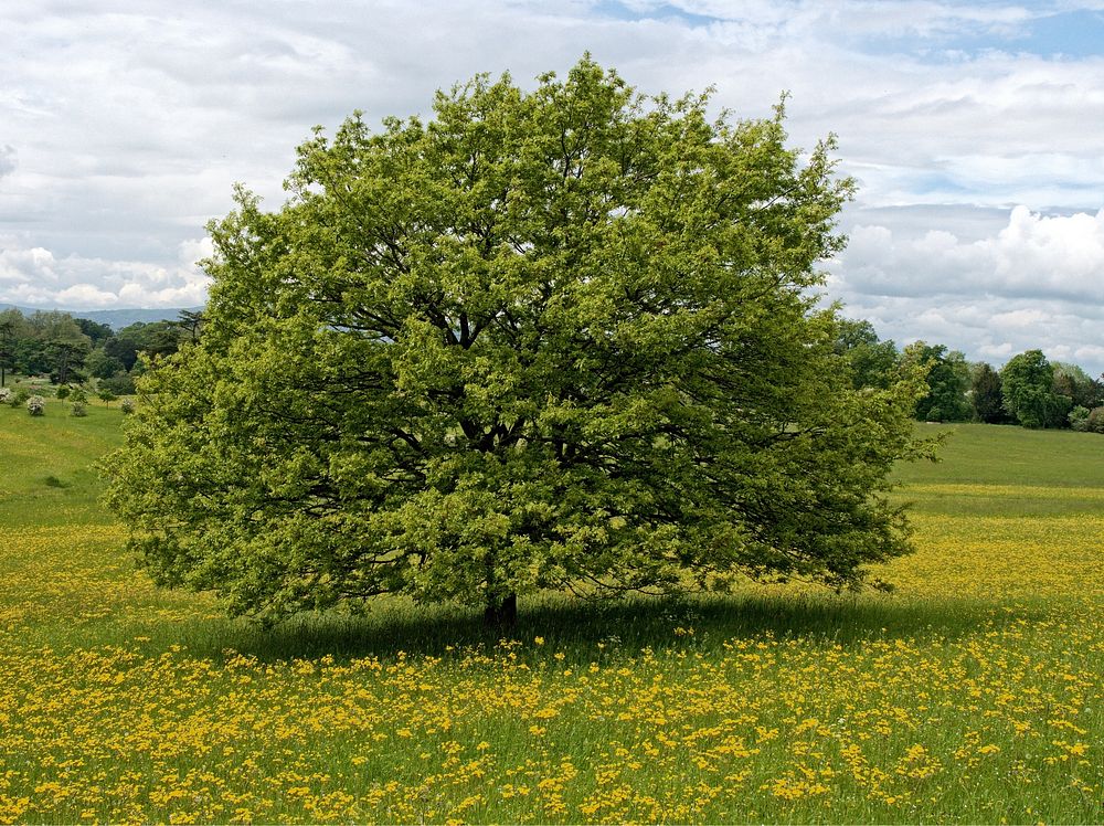 Tree in grassland. Free public domain CC0 image.