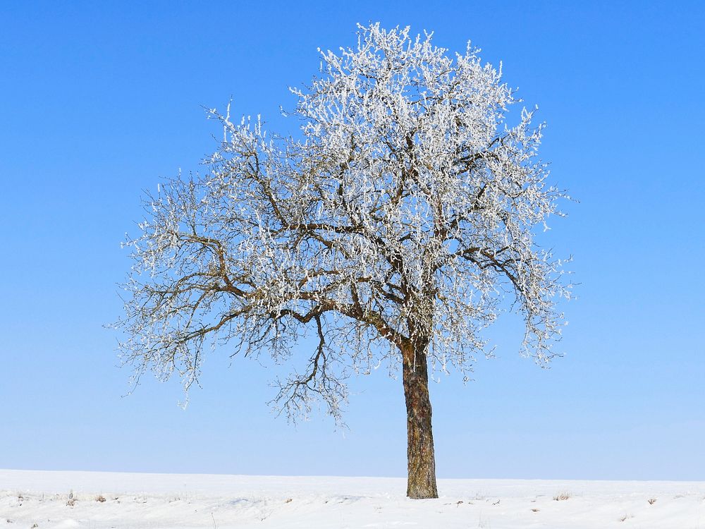 Lonely tree during winter. Free public domain CC0 photo.