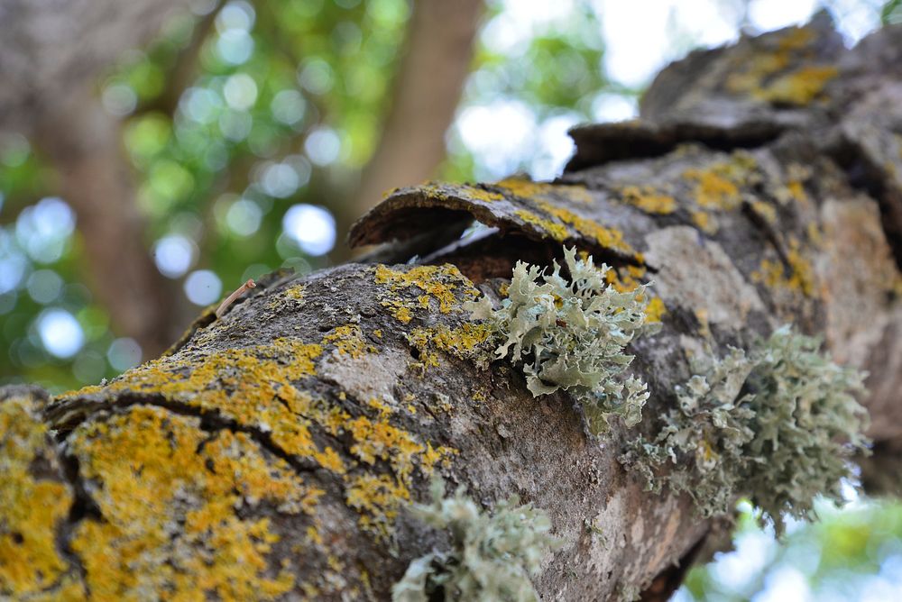 Tree trunk background. Free public domain CC0 photo.