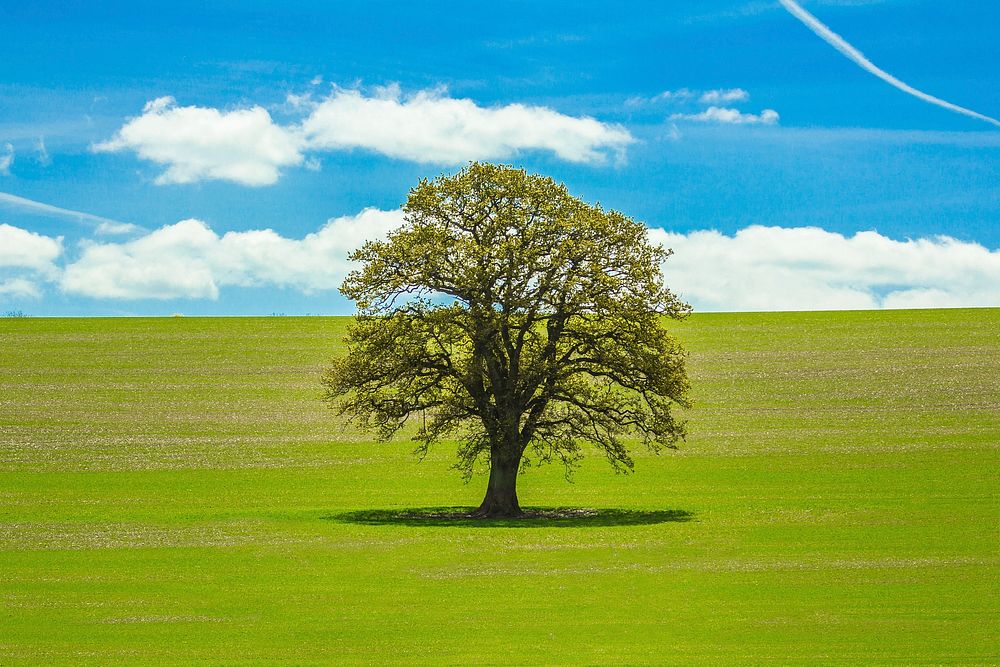 Lone tree in the field.  Free public domain CC0 photo.