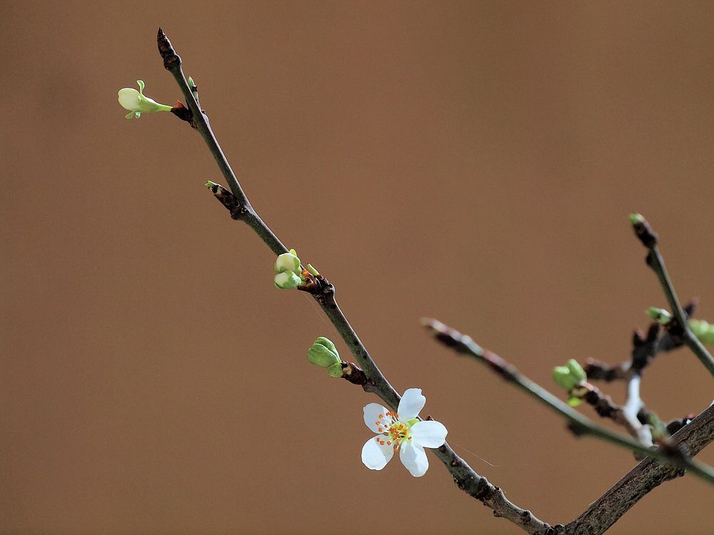 White plum blossom. Free public domain CC0 image.