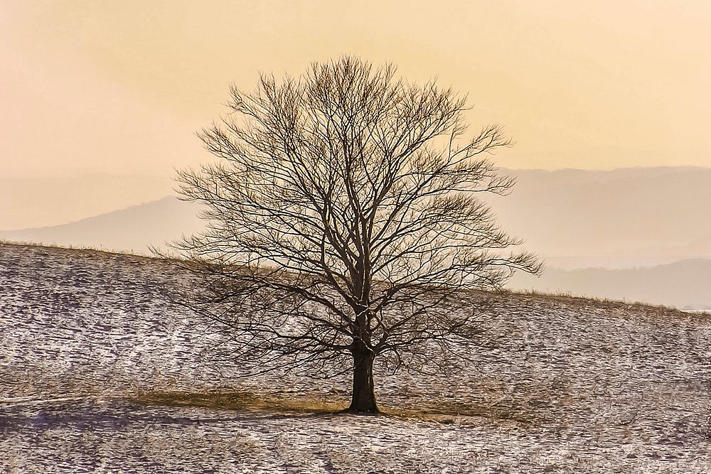 Lonely tree during winter. Free public domain CC0 photo.