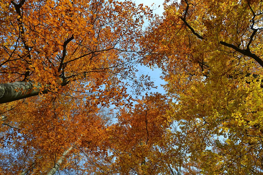 Autumn tree, nature background. Free public domain CC0 photo.