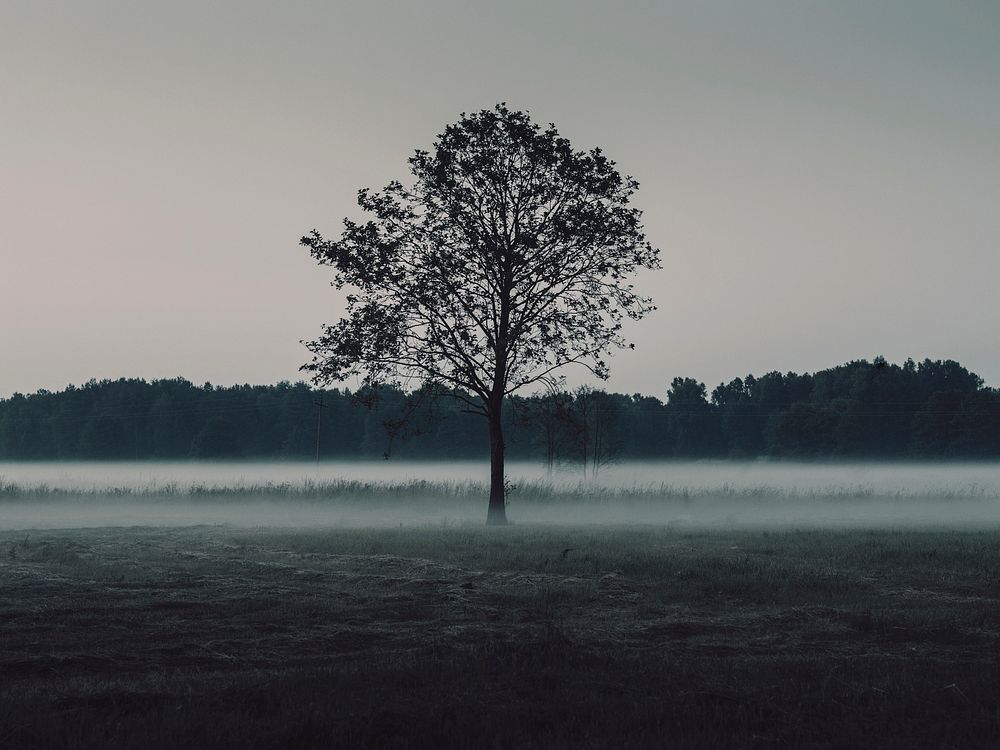 Lone tree in the field.  Free public domain CC0 photo.