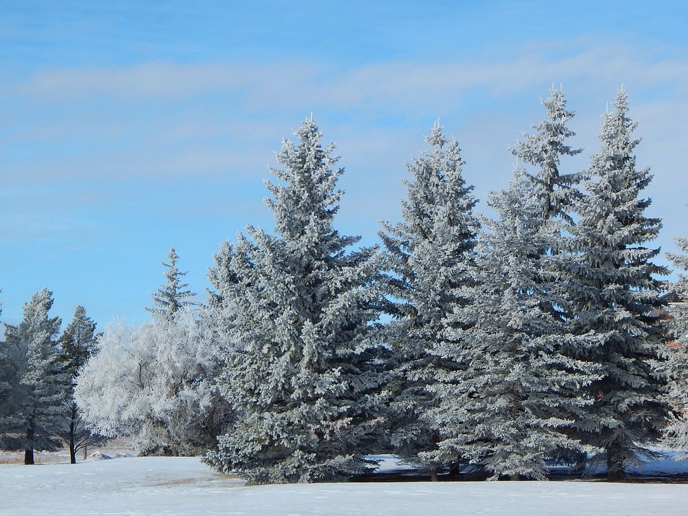 Snow covered trees in forest. Free public domain CC0 image. 