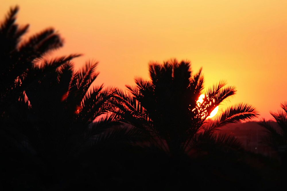 Nature sunset background. Free public domain CC0 photo.