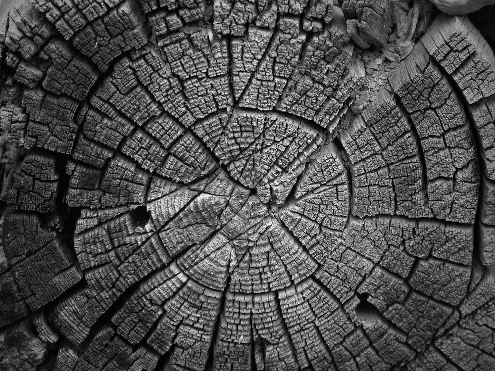 Tree stump. Free public domain CC0 photo.