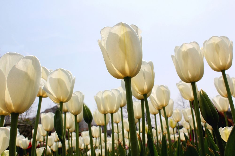 White tulip background. Free public domain CC0 image.