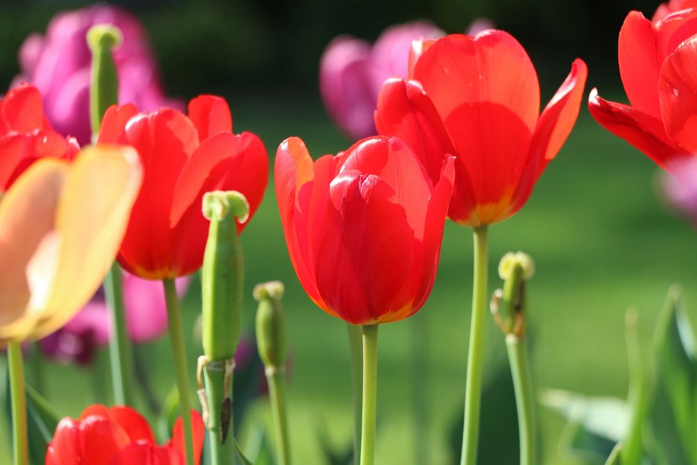 Red tulip background. Free public domain CC0 image.