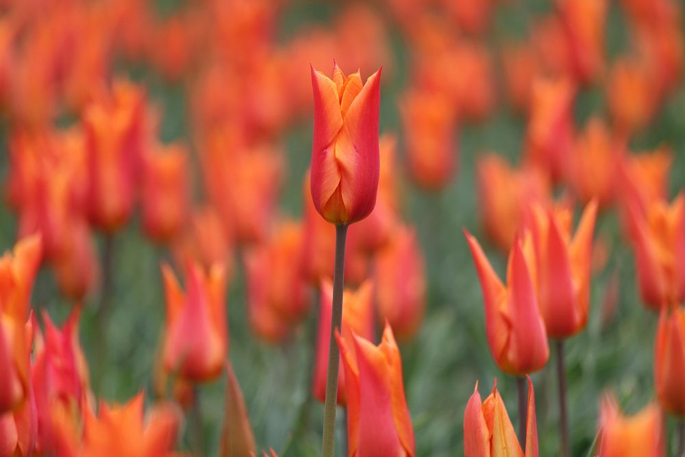 Orange tulip background. Free public domain CC0 image.