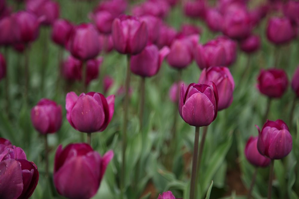 Pink tulip background. Free public domain CC0 photo.