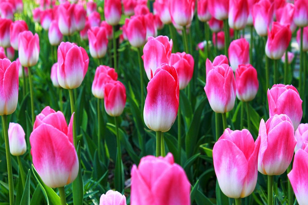 Pink tulip background. Free public domain CC0 photo.