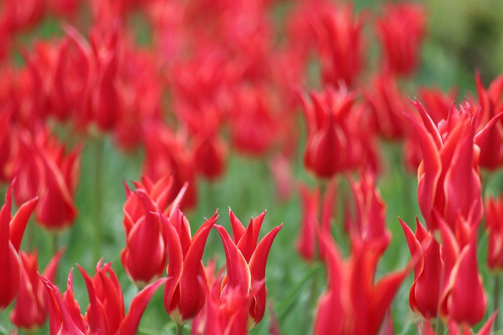 Red tulip background. Free public domain CC0 image.