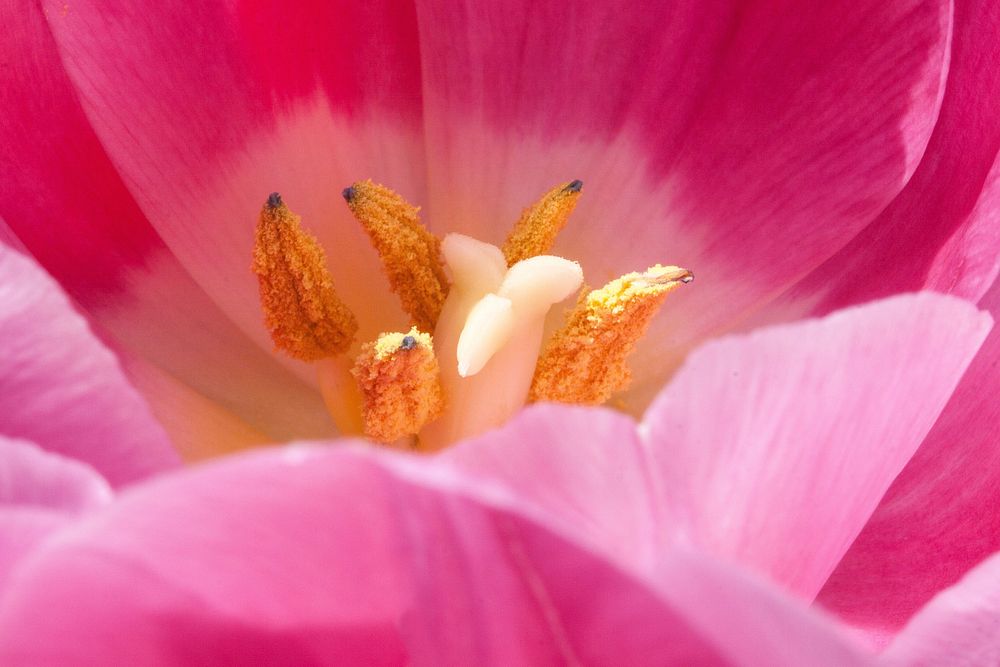 Pink tulip background. Free public domain CC0 image.