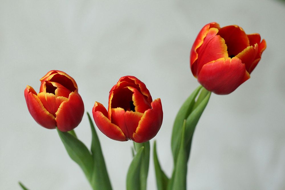 Red tulip background. Free public domain CC0 image.