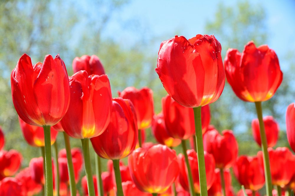 Red tulip background. Free public domain CC0 image.