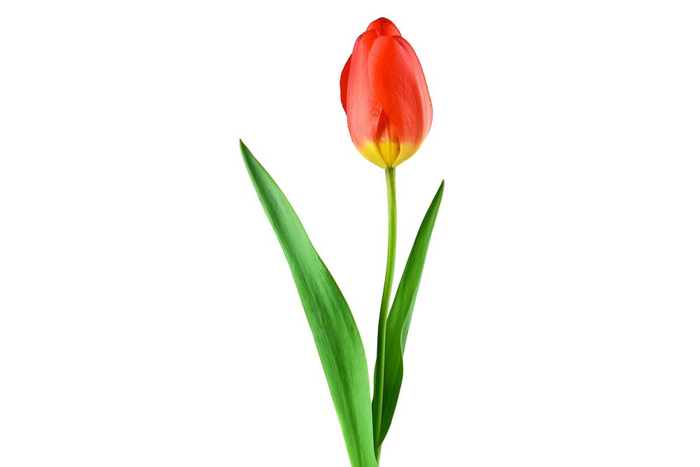 Orange tulip background. Free public domain CC0 image.