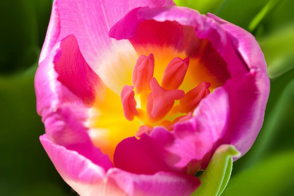 Pink tulip background. Free public domain CC0 image.