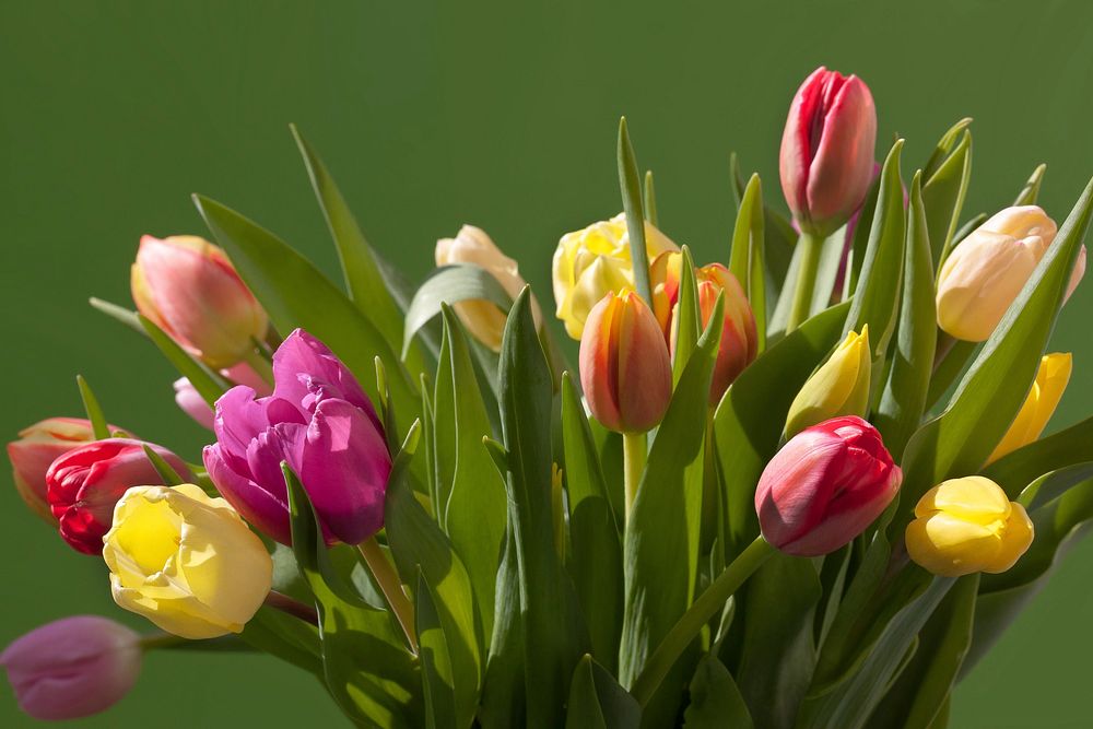 Tulip bouquet background. Free public domain CC0 image.