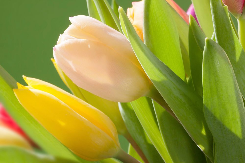 Tulips background. Free public domain CC0 image.
