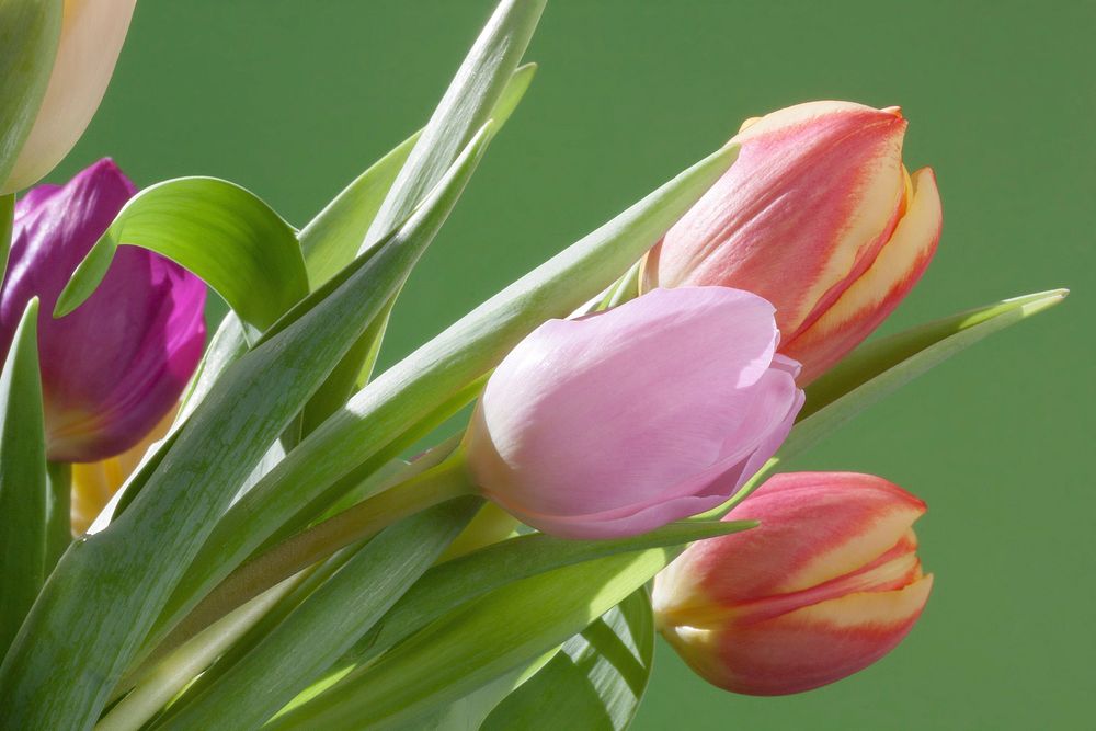 Tulip bouquet background. Free public domain CC0 image.
