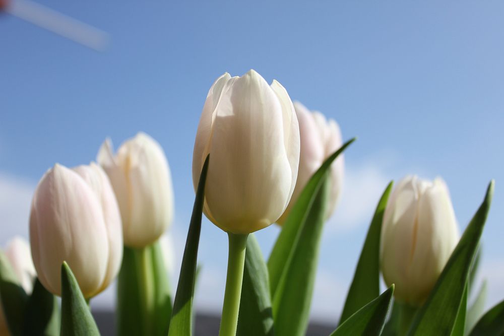 White tulip background. Free public domain CC0 image.