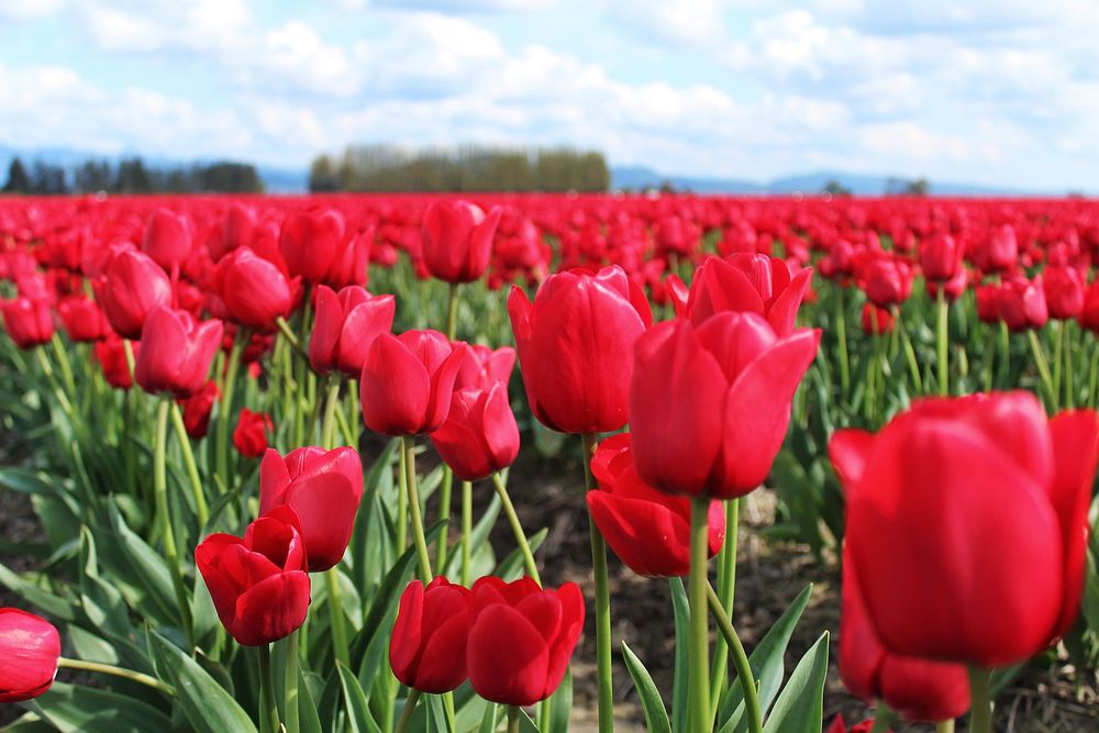 Red tulip background. Free public domain CC0 photo.