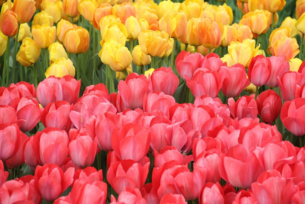 Tulip field background. Free public domain CC0 image.