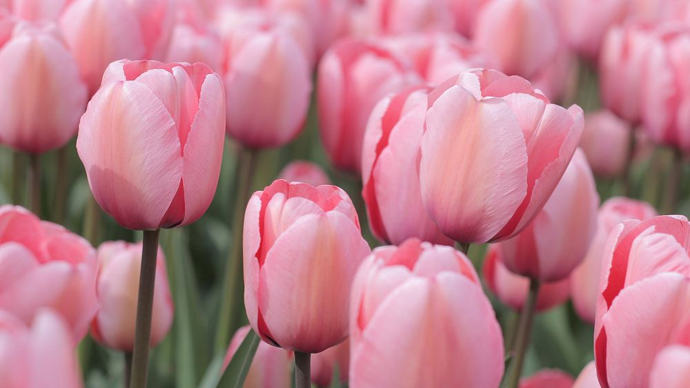 Pink tulip farm. Free public domain CC0 image.