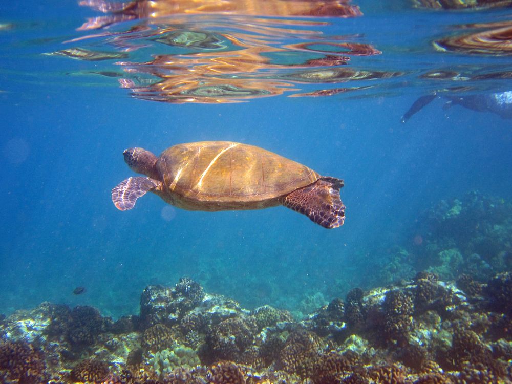 Loggerhead sea turtle swimming underwater. Free public domain CC0 image.